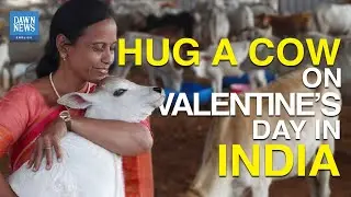 Hug A Cow On Valentine&rsquo;s Day in India | TLDR | Dawn News English