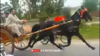 Hitler Horse Moaz Ahmed UK 2021 Ghourghusti Horse Race Hitler Horse New Video 2021