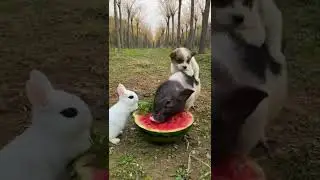 #funnyvideos #funny #dog #animal#cute #zoo #nature