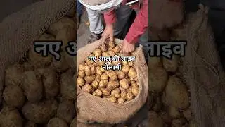 Live auction of new potatoes in Jaipur potato market | potato rate today jaipur #shorts