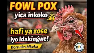 Uburyo bwo GUKINGIRA INDWARA YA FOWL POX mu Nkoko | Inama z&rsquo;Aborozi  n'uburyo bwa kuyirinda  BPG