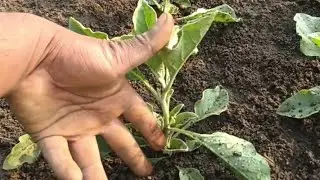 Ashwagandha pure 2 mahine ka fasal #ashwagandha #trending #farming #khetibadi #cgkisan #viral 