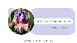 Сорт AWESOME WONDER, T. Johnson' 2020