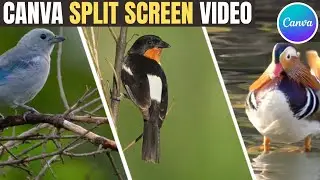 Canva split screen video | 4 Creative Split Screen Effects You Can Try