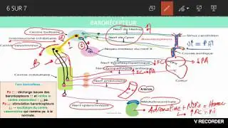 Tension ( Pression arteriel ) : Définition et régulation