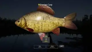 Russian Fishing 4   Pecamo crucian carpove i sarana