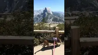 HIKING GLACIER POINT with MY BEAGLE in YOSEMITE! 🇺🇸🐾 #ROADTRIP #TRAVEL #AMERICA #BEAGLE #NATURE