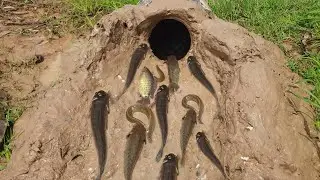 Amazing Easy fish Trap /Unique Easy Trap System-Made of jug.