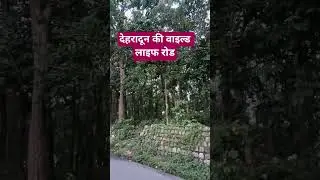 #WildLifeRoad #DehradunDiaries #NatureVibes #Greenery #TravelMood