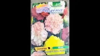 Growing Carnation from seeds!!! #gardening #organicgardener #plantingtips #beginnersgardening
