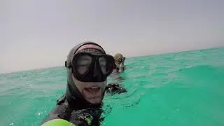 Egypt, Marsa Alam, Dolphins