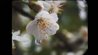 MotionCam test Google Pixel 6a (prores) + Ulanzi  75 macro/105 telephoto lenses