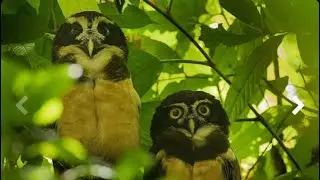 5 Fun Facts About The Spectacled Owl