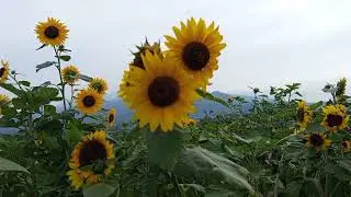 Relaxing nature music | mood booster #the126ers audio library 