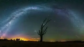 Motion Graphics Background Video Loop.  Single Tree Animation 4K   Download Free Footage  2040p