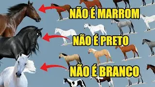 NOMES DAS CORES DOS CAVALOS - Guia de Pelagem