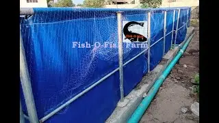 Catfish Feeding Time