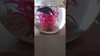 Beta aquarium party 🥳 🎉