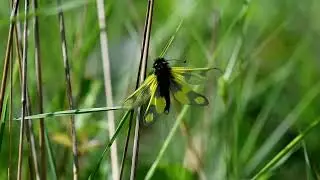 Schmetterlingshaft (Ascalaphidae)