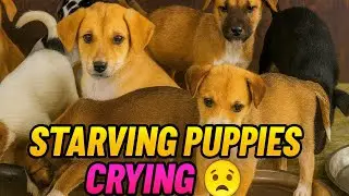 Feeding Starving Street Puppies 😢🐶 | Crying Hungry Puppies Finally Get Food & Rescue Love 💔🍼