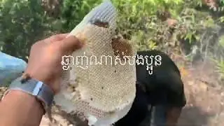 #Wild Bee harvesting in Cambodia ការយកឃ្មុំព្រៃនៅប្រទេសកម្ពុជា