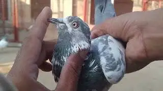 Gift  🎁 mily pigeon ka shok