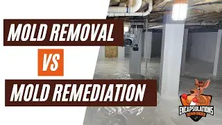 Crawl Space Mold Removal vs Mold Remediation