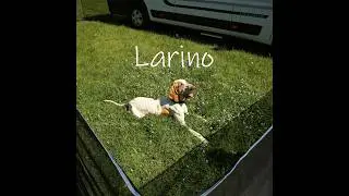your GEAR Larino Hundezaun - unendlich erweiterbar!