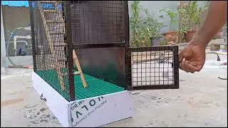 Hi-tech Birds cage #littleprincessgarden  #birdscage #birds #lutinobird #lutinolovebirds #lovebirds