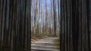Are These High-rising Trees Breath-taking? |  Centennial Park, Ellicott City, Maryland, USA