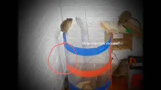 ninja warrior's mouse?? 🐁:)🤣🤣