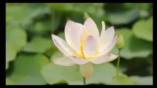 Lotus Flower Calm Relaxing Music.Sleep Music