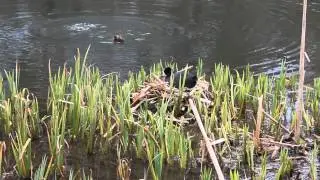 Coots Nesting 150413