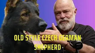 The Old-School Czech German Shepherd: A Return to Roots