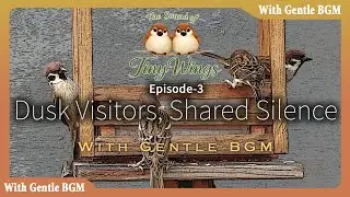 Dusk Visitors, Shared Silence | Ambient BGM | The Sound of Tiny Wings – Episode 3 | 4K