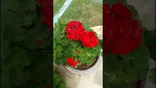 #flowers #garden #gardening #vlog #beautiful #agriculture #comedy #nature #elvishyadav #funny #beaut