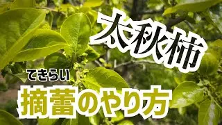 太秋柿の摘蕾と特性