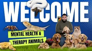 WELCOME TO CENTER ONE THERAPY | MENTAL HEALTH & THERAPY ANIMALS