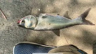Air gun fishing, random survey
