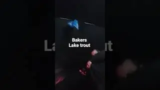 lake trout at bakers