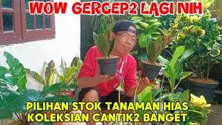 WOW GERCEP2 LAGI NIH‼️PILIHAN STOK TANAMAN HIAS KOLEKSIAN CANTIK2 BANGET