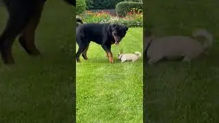 Rottweiler Got Scared by Tiny Chihuahua During  running time🤣
