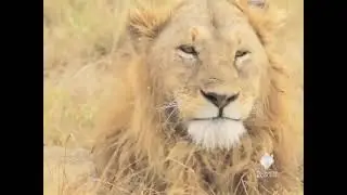 Thomson Safaris Guest Video -- Lions in the Wild, Tanzania