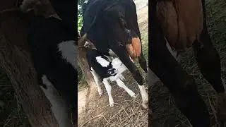 Most funny and cute baby cow videos compilation