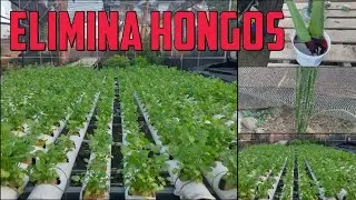Eliminar hongos, de manera natural, ÁLOE Y COLA DE CABALLO