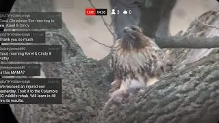 BZ 12.24.25B Christmas Eve AM  BR squirrel Wink TD