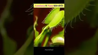 Plants become unconscious due to anesthesia @FactsMine  #factsfied #factvideo #shorts