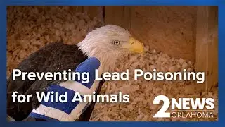 Preventing lead poisoning in animals