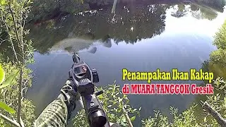Paser Mania || Penampakan Ikan Kakap di Muara Tanggok Gresik