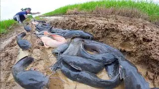 WOW unique - A fisherman catch a lot of fishes and pick eggs duck in the straw at rice field